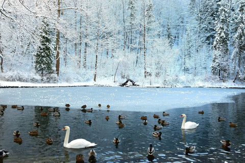 A half frozen pond, with iced over forest in the background. Swans and ducks swim across unfrozen portion of the pond.