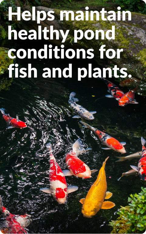 UltraClear Potassium Permanganate Liquid – Pond Water Clarity & External Fish Health