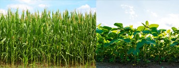 Ultraclear Crop Yield