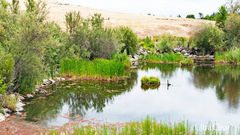 7 Benefits of Beneficial Bacteria for Clear Pond Water